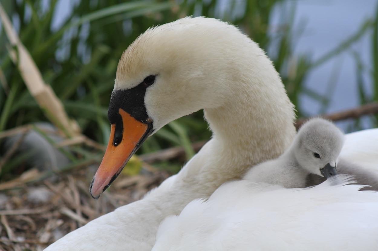 Swan and cygnet at the Pit