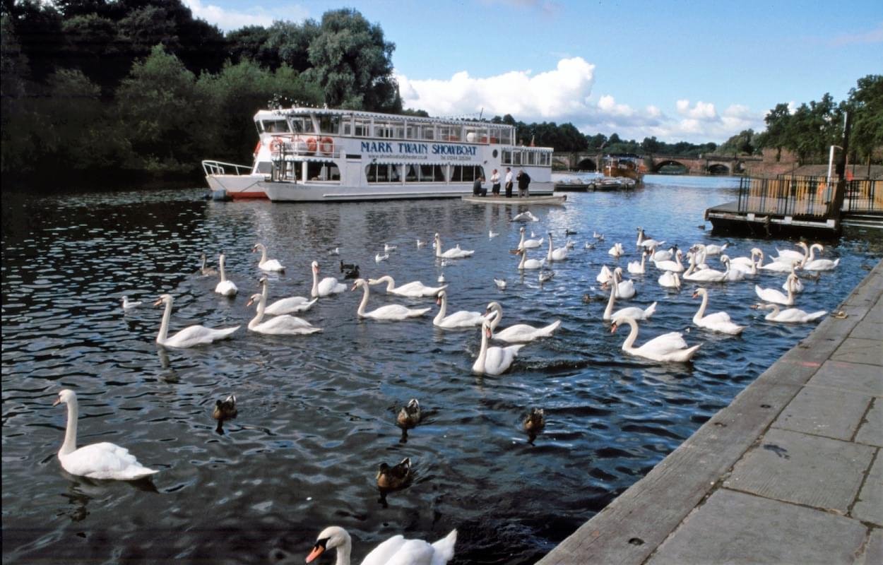 40 plus Swans on River Dee at the Groves