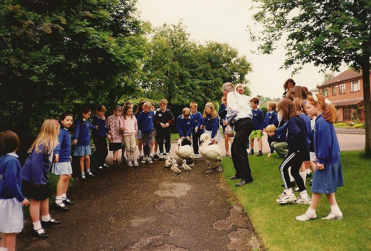 Swans being escorted to the Canal at Christleton