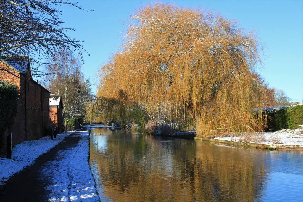 Large Willow Tree  Large Willow Tree