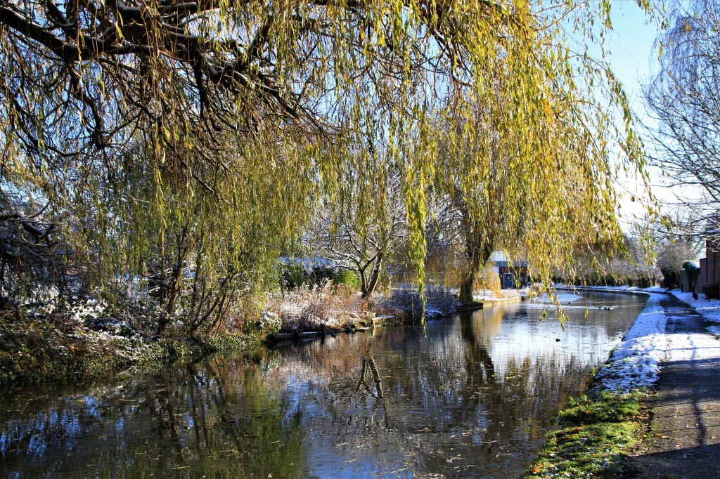 Willow Tree  Willow Tree