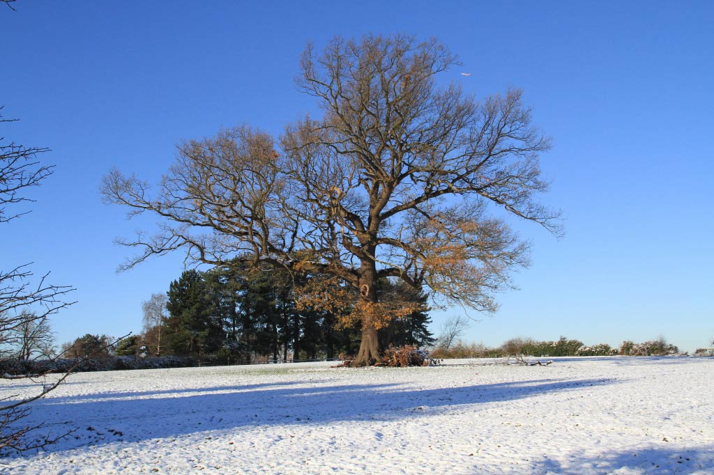 Across the Field  Across the Field