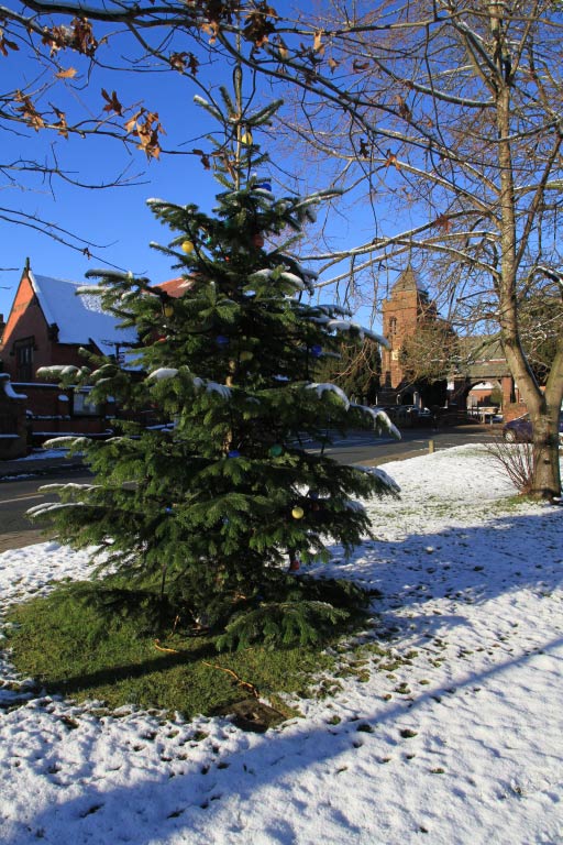 Christmas Tree on Village Green  Christmas Tree on Village Green