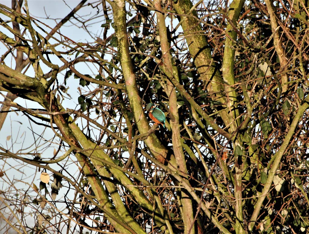 Kingfisher  Kingfisher