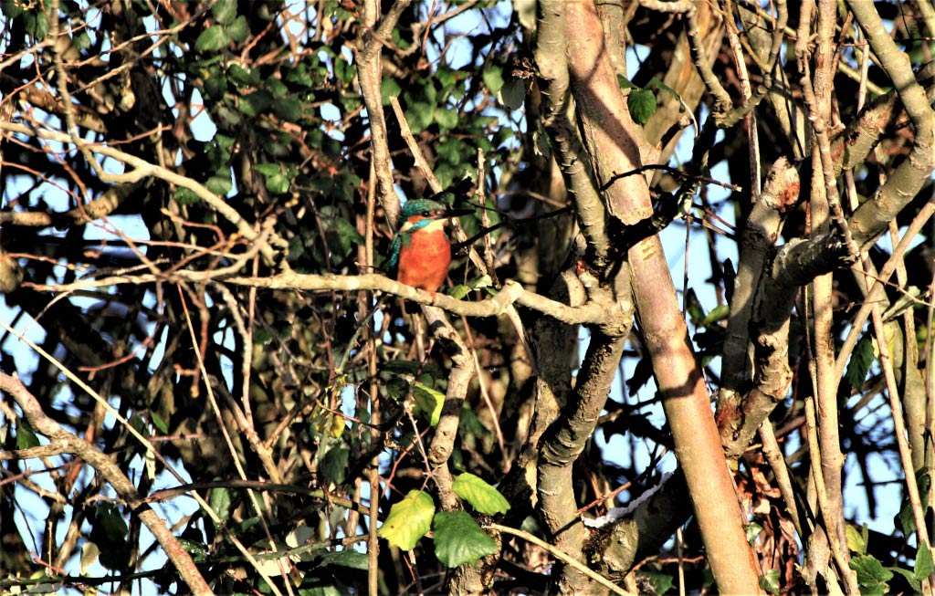 Kingfisher  Kingfisher