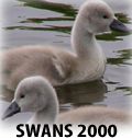 Swans 2000