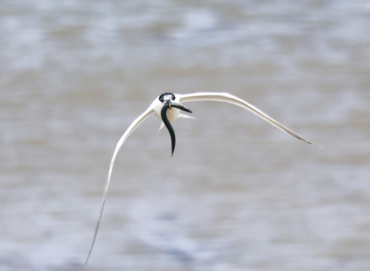 Sandwich Tern with an Eel