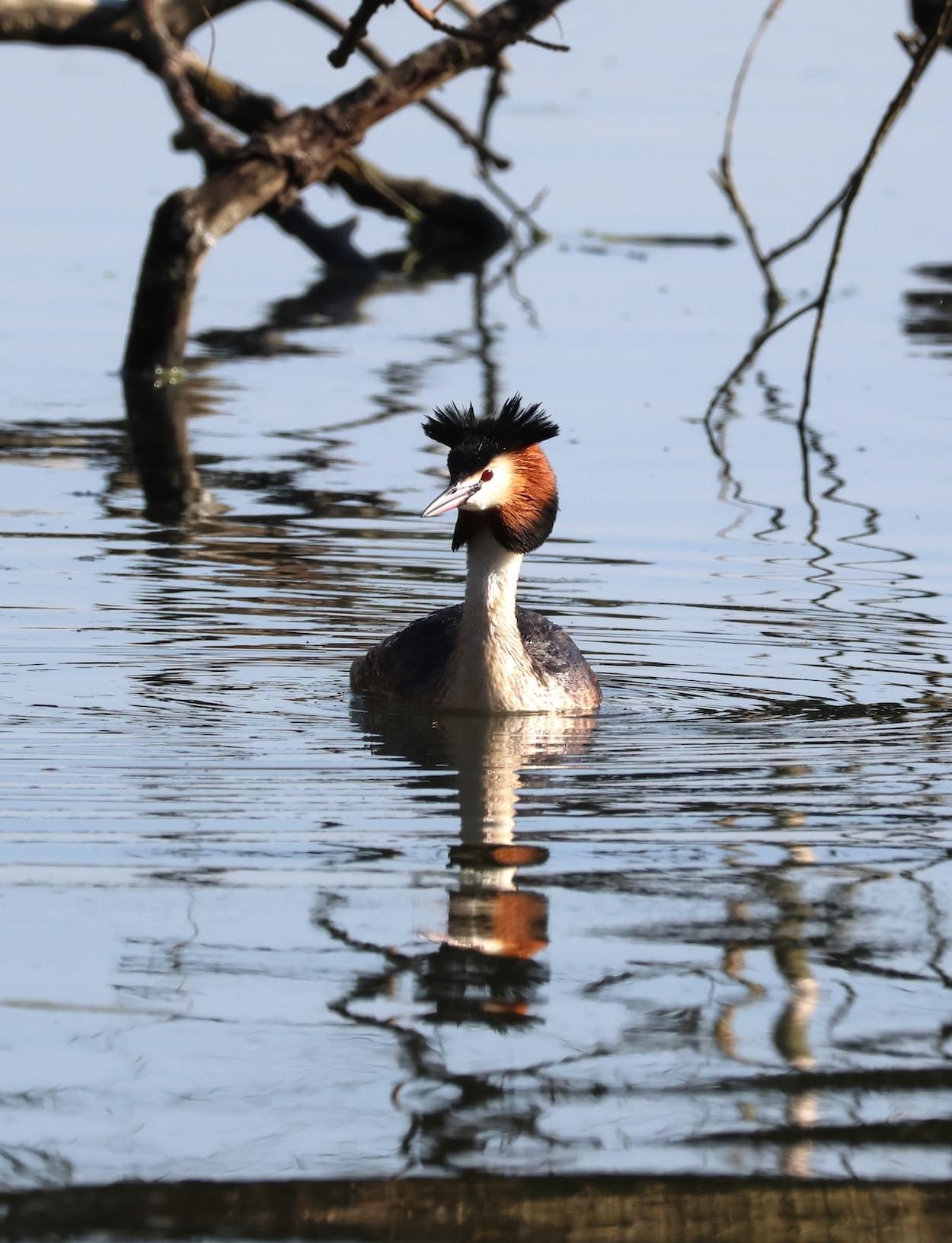 Great Crested Grebe
