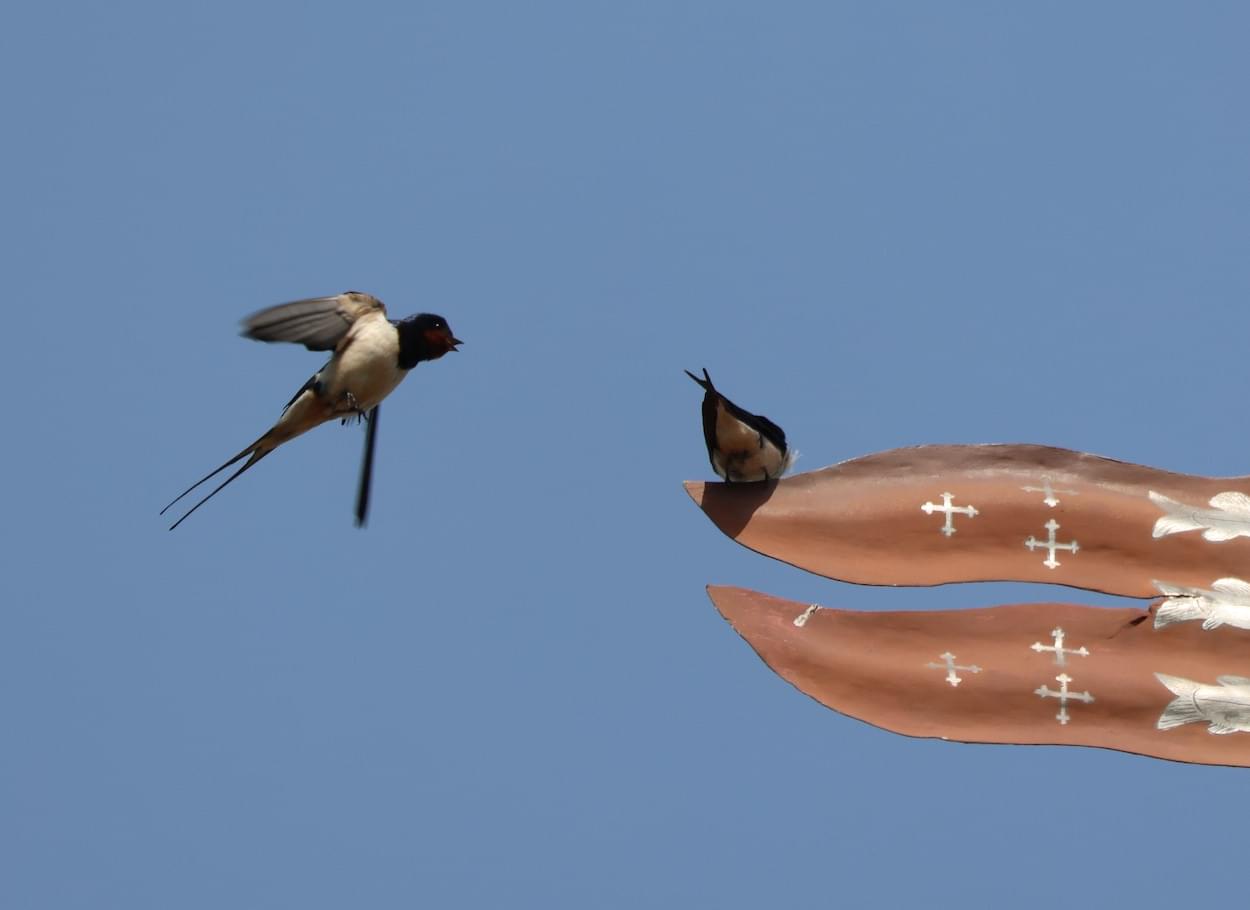 Swallow arriving back from Africa