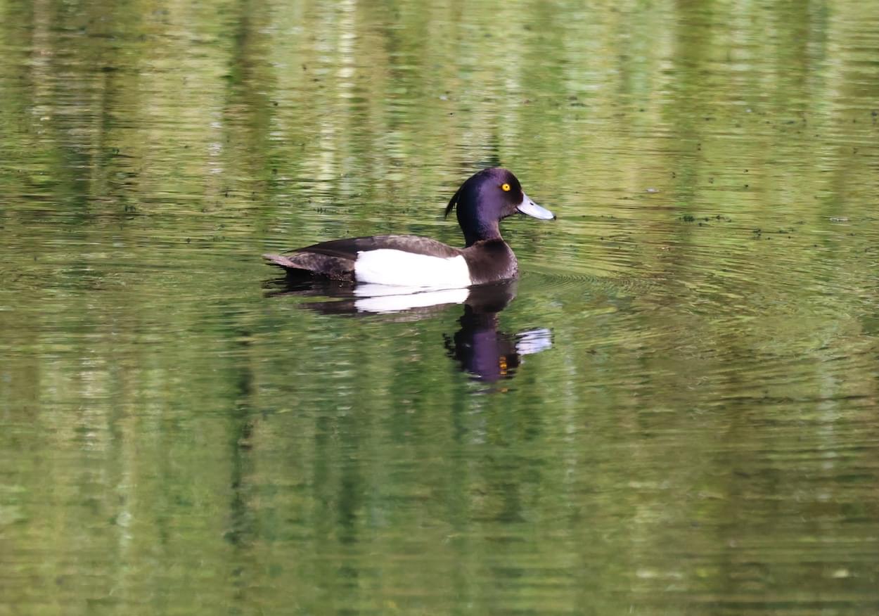 Tufted duck at The Pit, Christleton