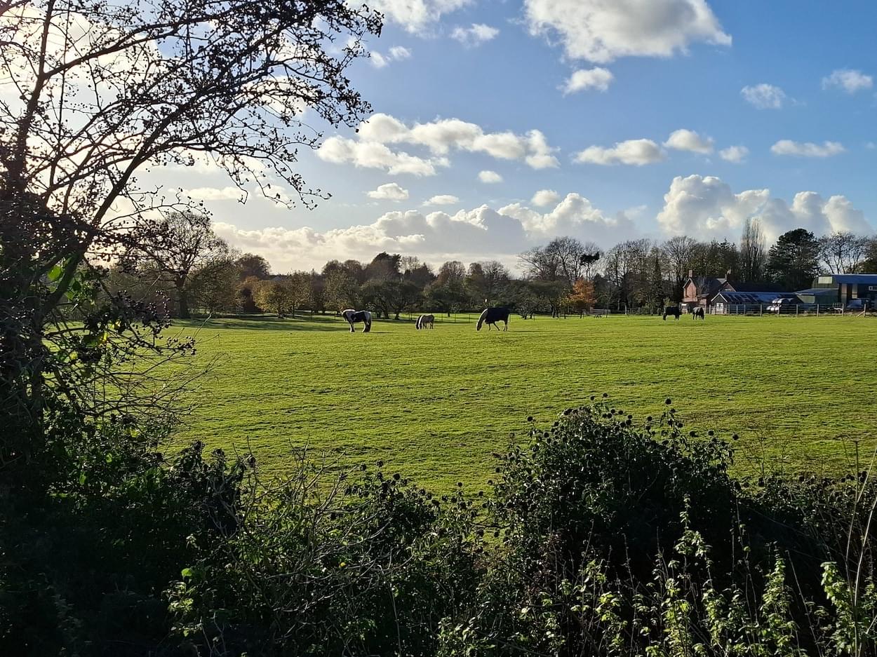 Horses on Riding School Field at Rowton