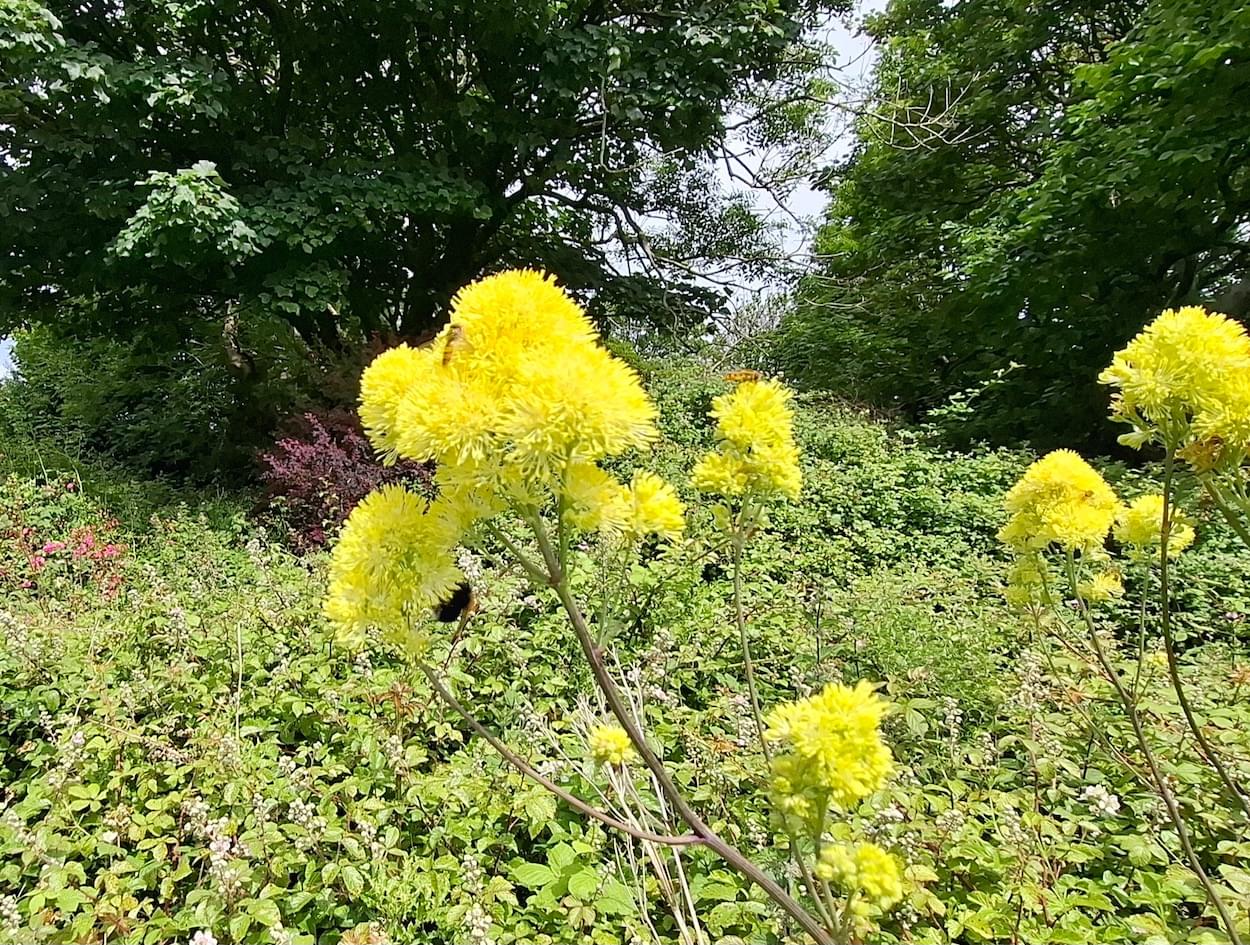 Meadow Rue on Anglesey