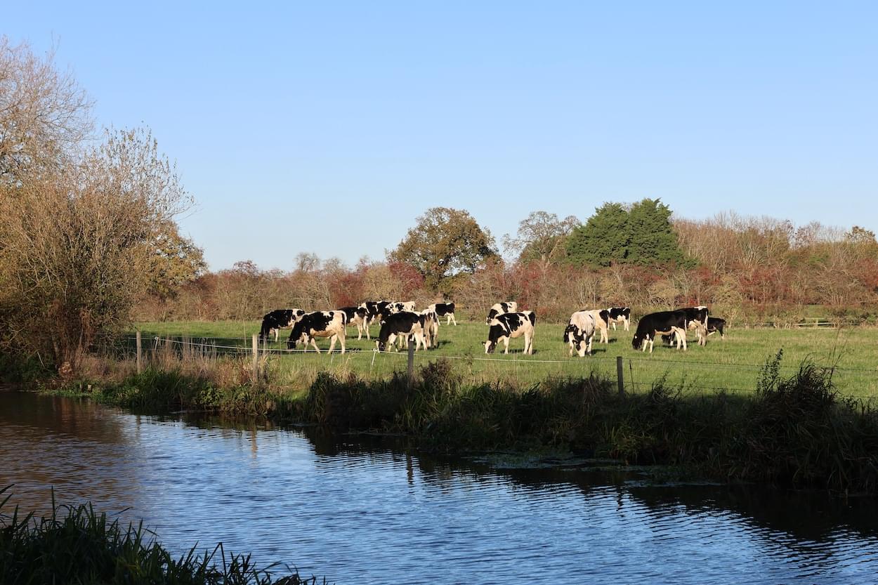 Cattle grazing by the Canal at Rowton