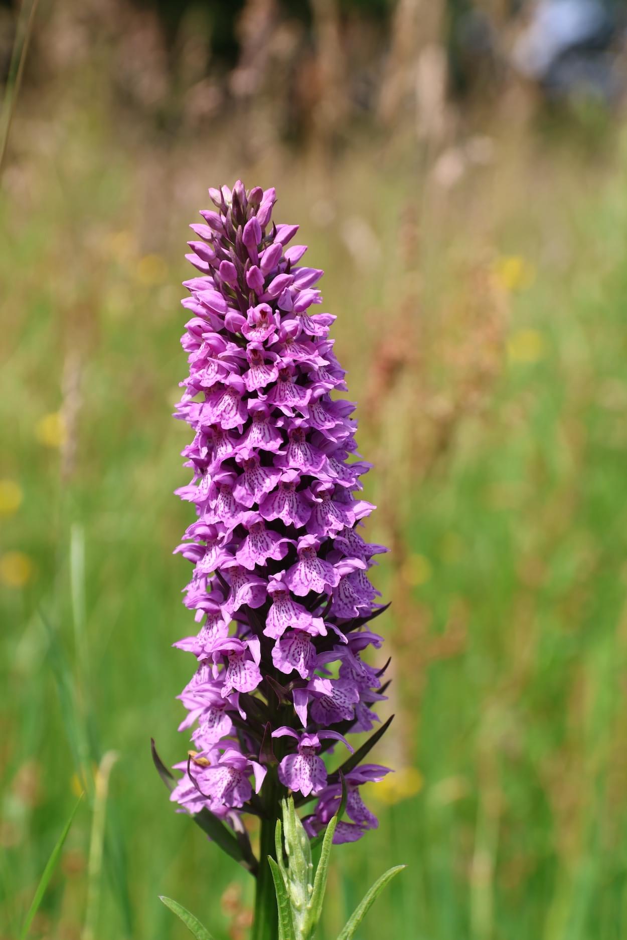 Common Spotted Orchid on Legion Meadow
