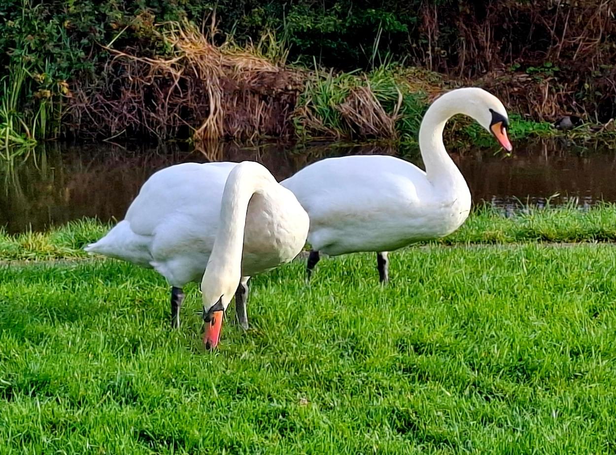 Potential breeding pair of Mute Swans at Rowton