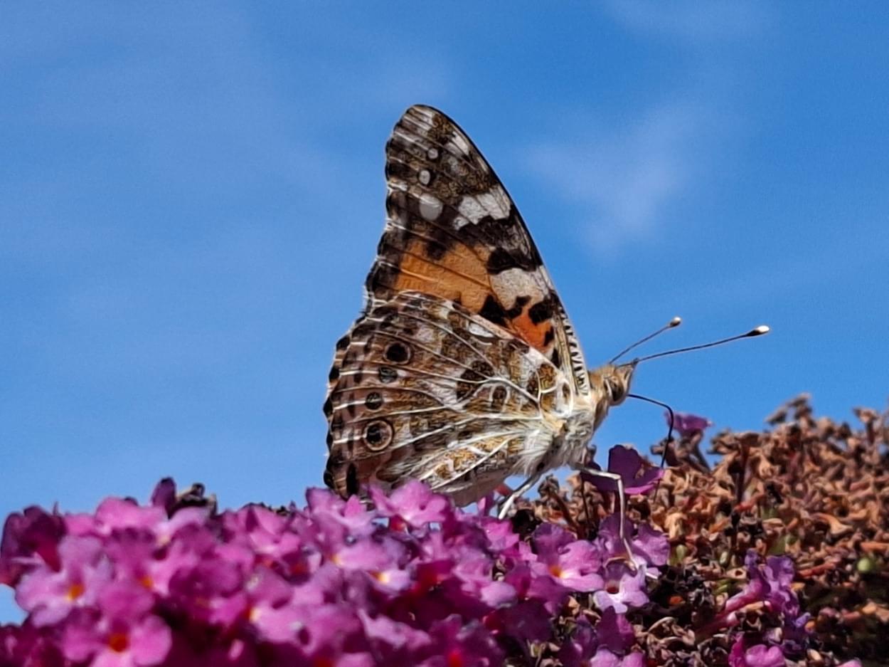 Painted Lady at Rowton
