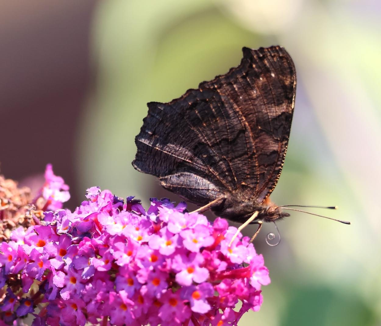 Peacock Butterfy feeding at Rowton