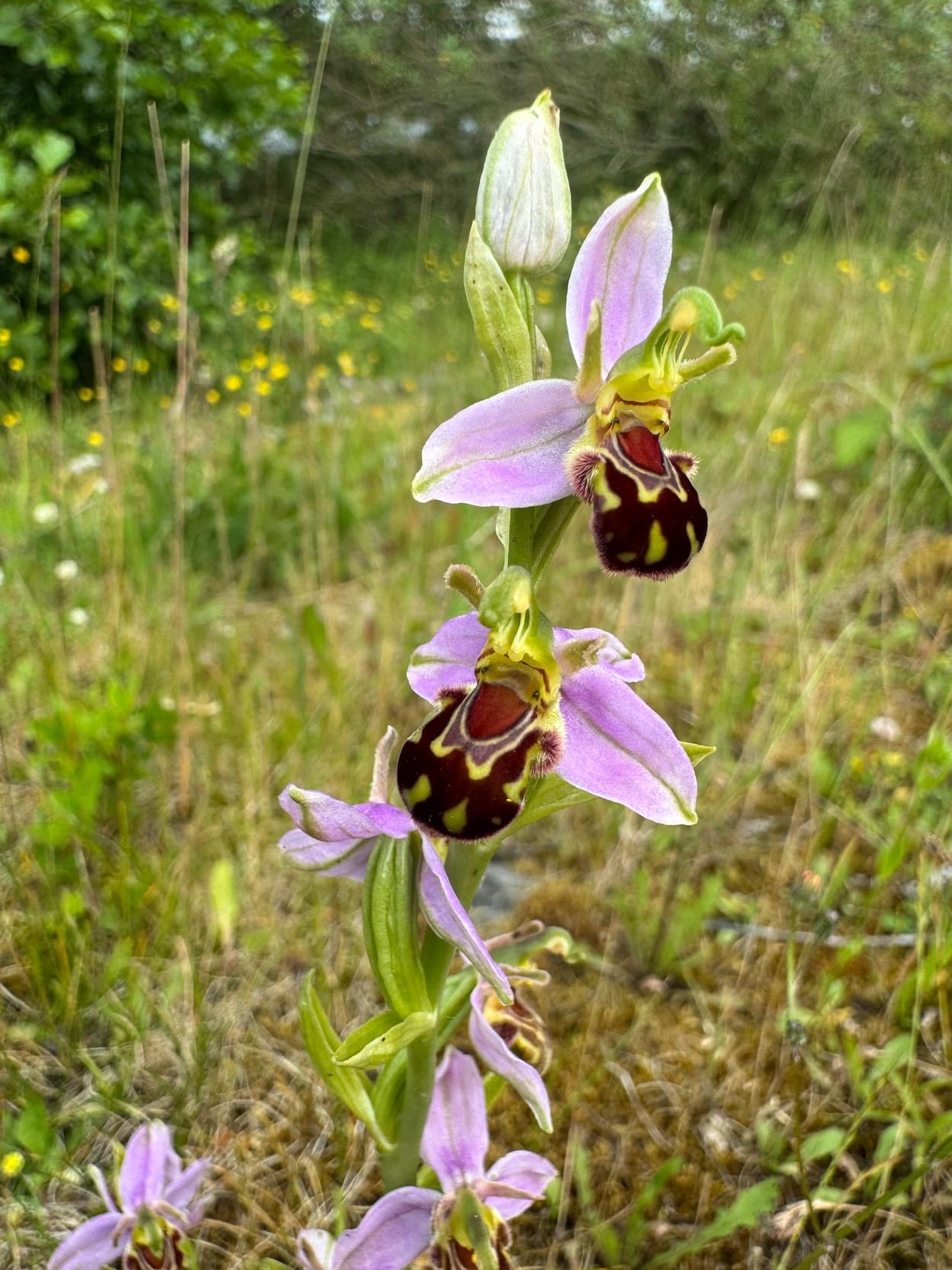 Bee orchid at Park in the Past