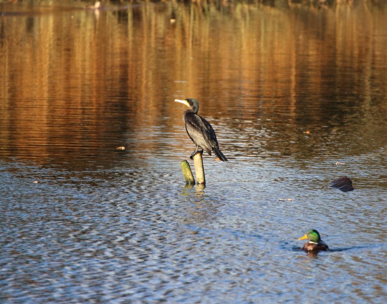 Cormorant on Christleton Pit