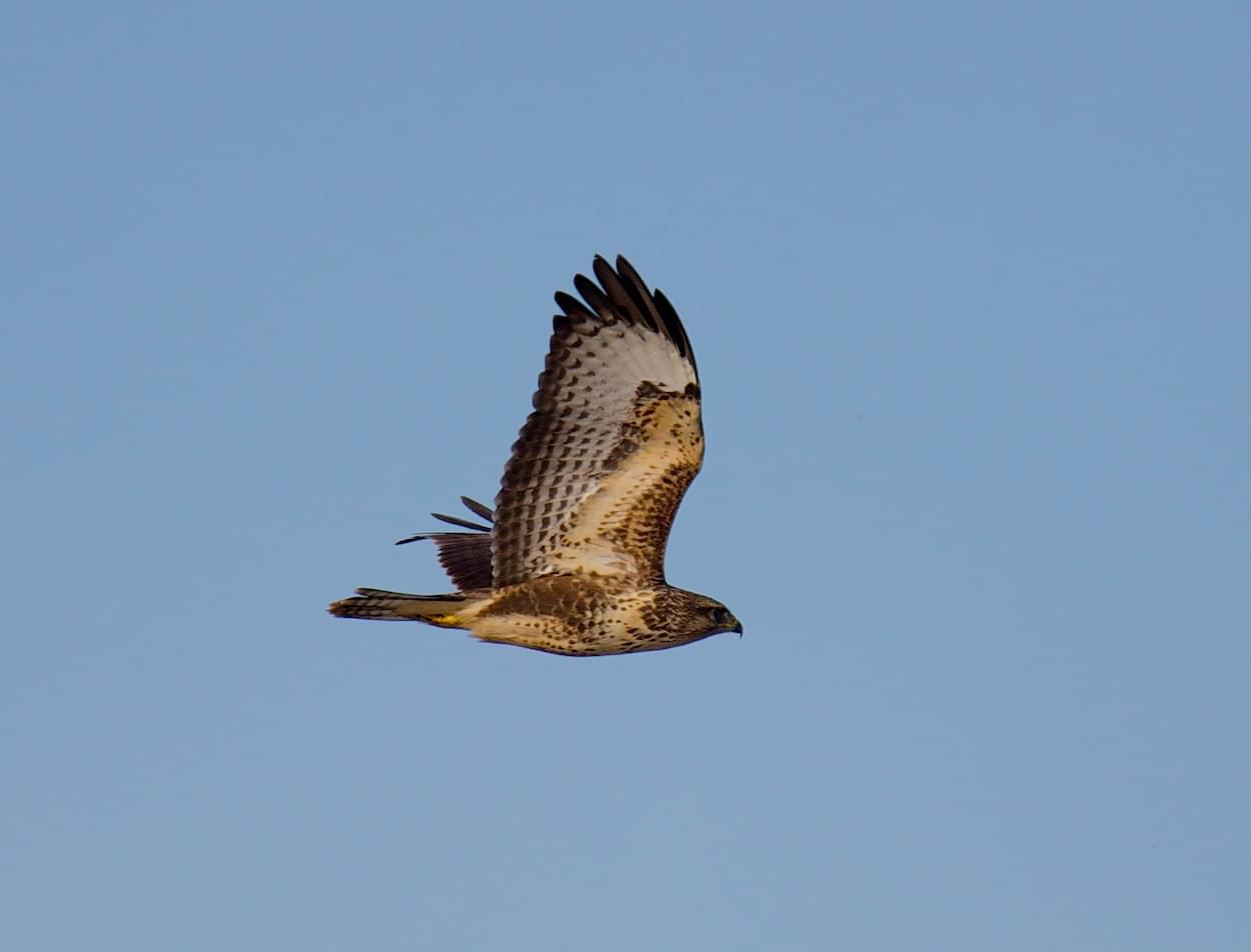 Buzzard flying over Birch Heath Lane, Christleton