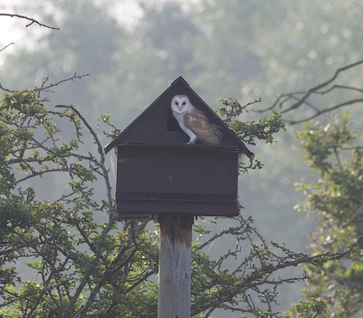 Barn Owl at Stapleford