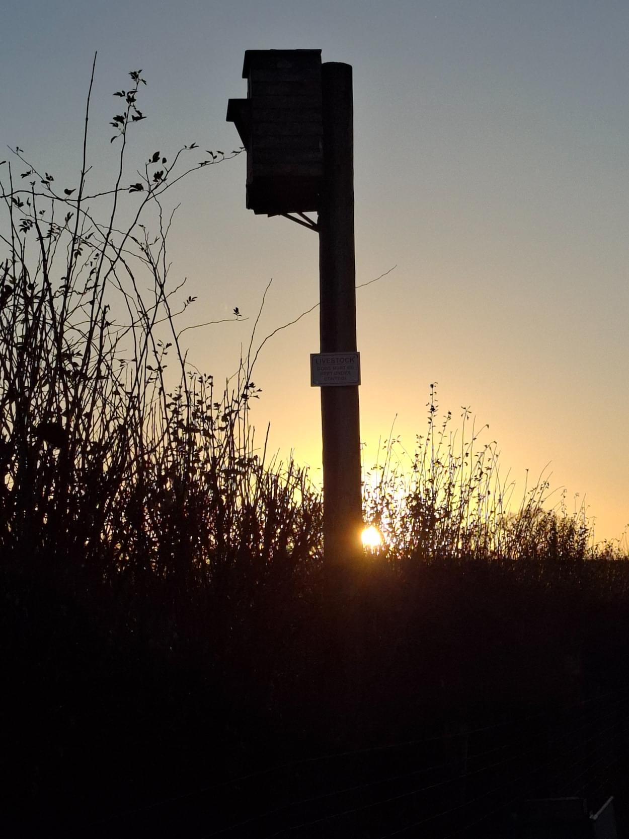 Barn Owl box at Christleton
