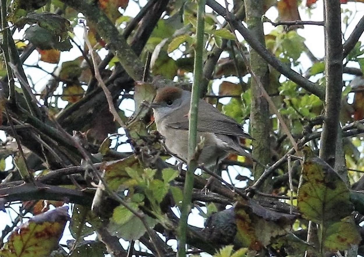 Black Cap  - female