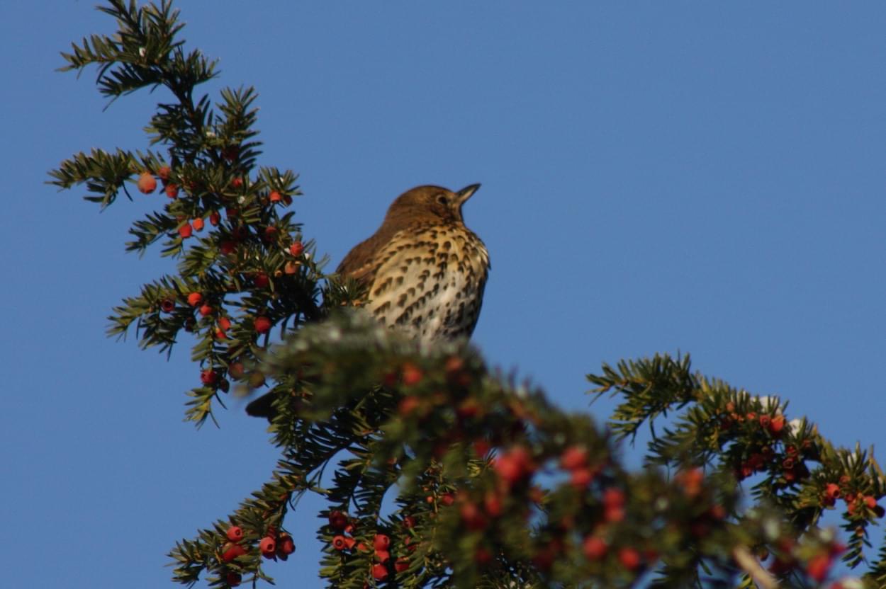 Song Thrush in Christleton Churchyard