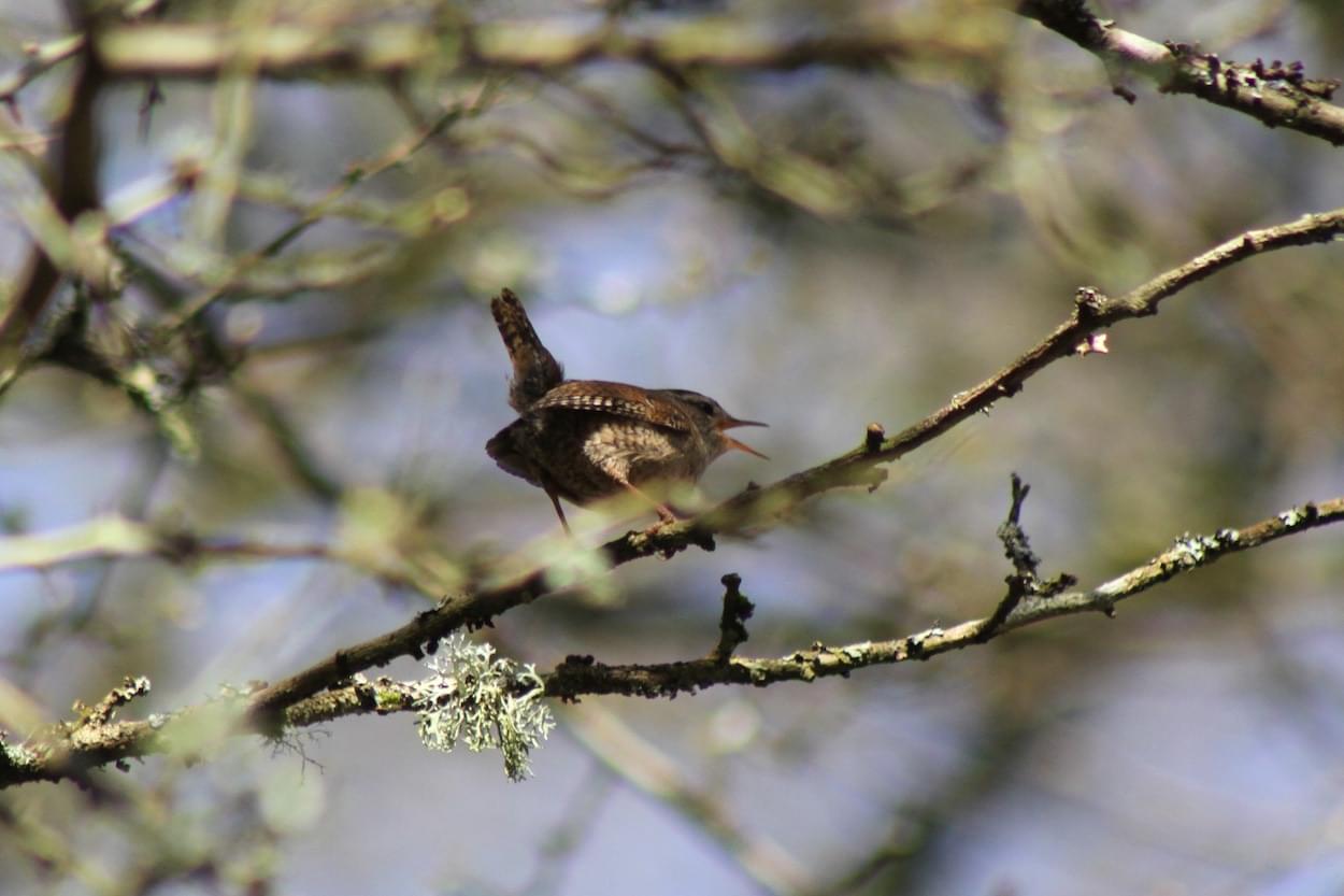 Wren in Christleton churchyard