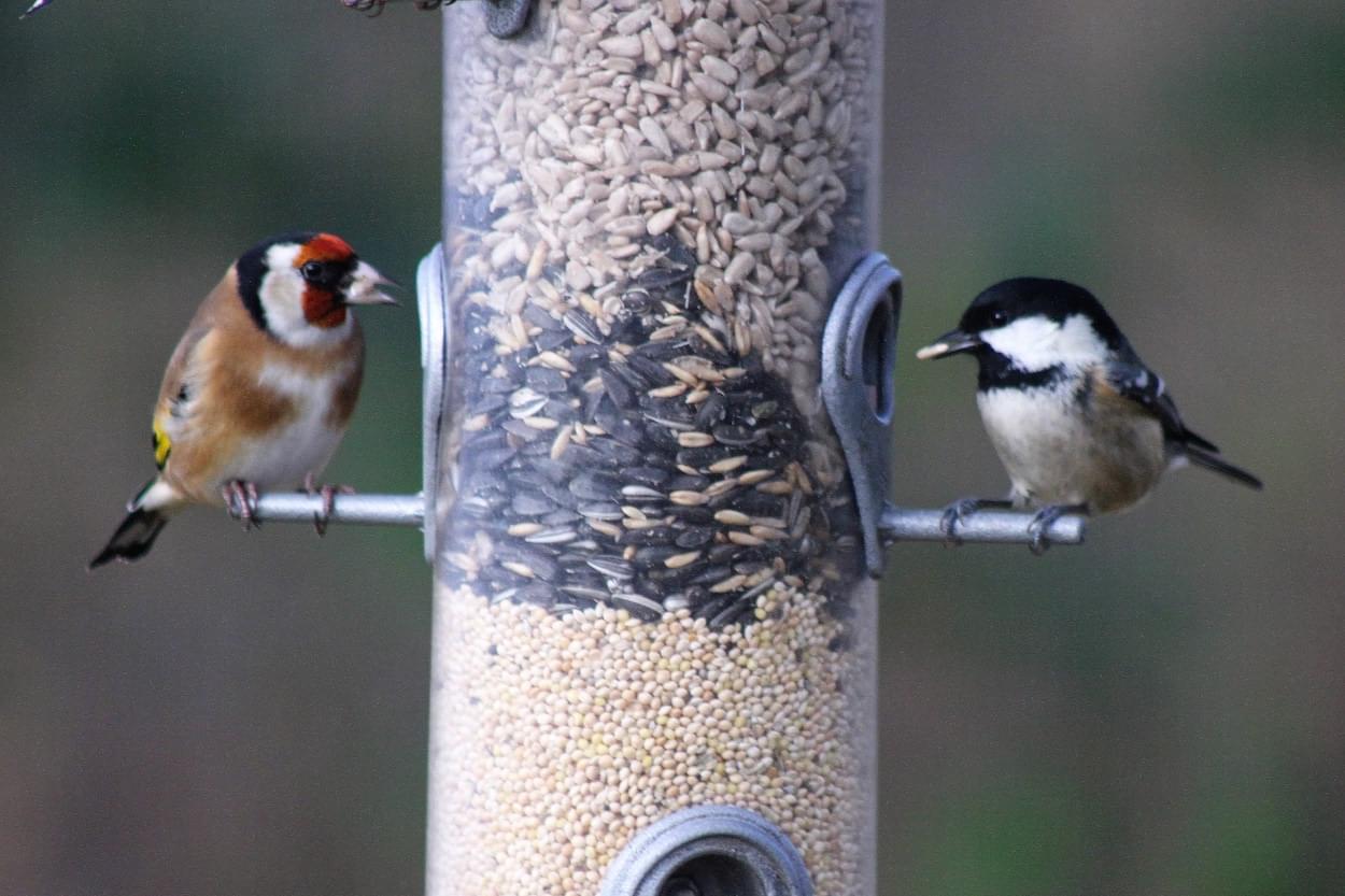 Goldfinch and Coaltit