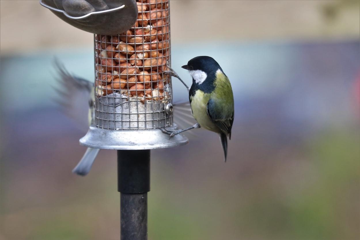 Great Tit