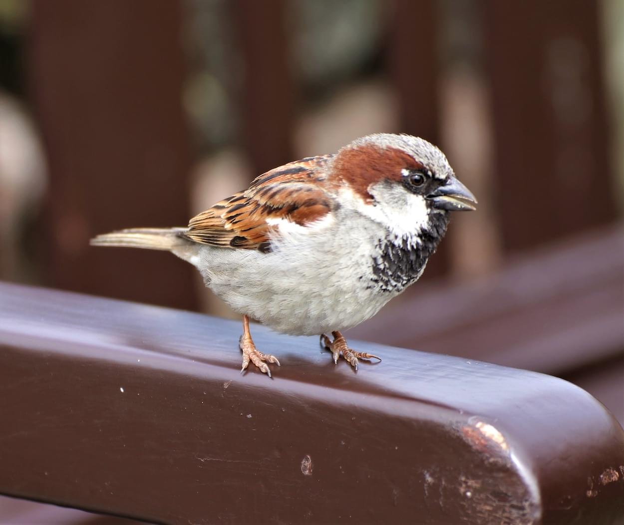 House Sparrow