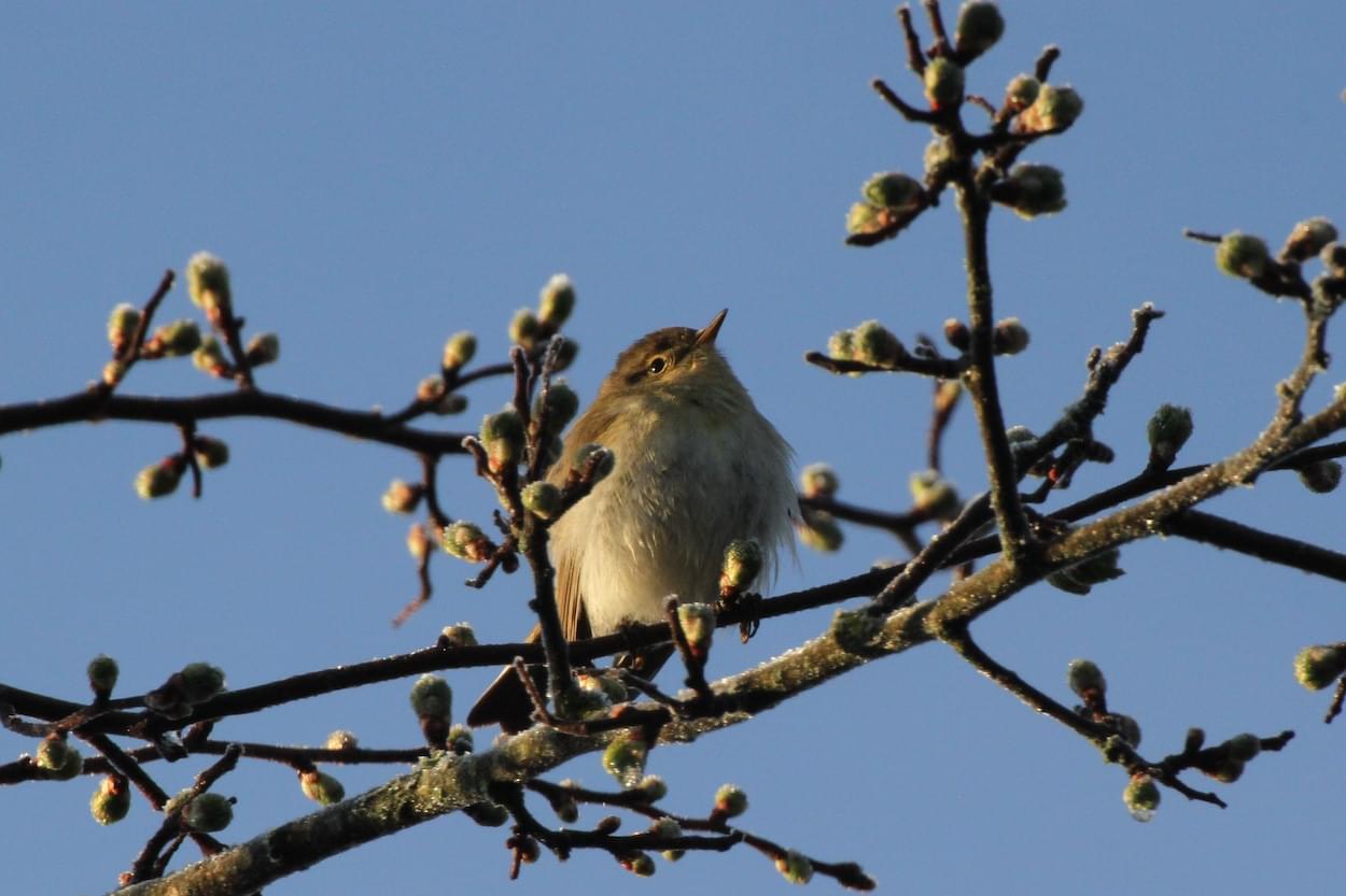Dawn Chorus on meadow chiff chaff  Dawn Chorus on meadow chiff chaff