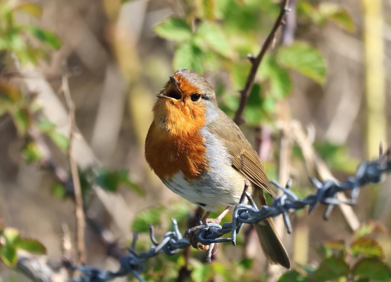 Dawn Chorus robin  Dawn Chorus robin