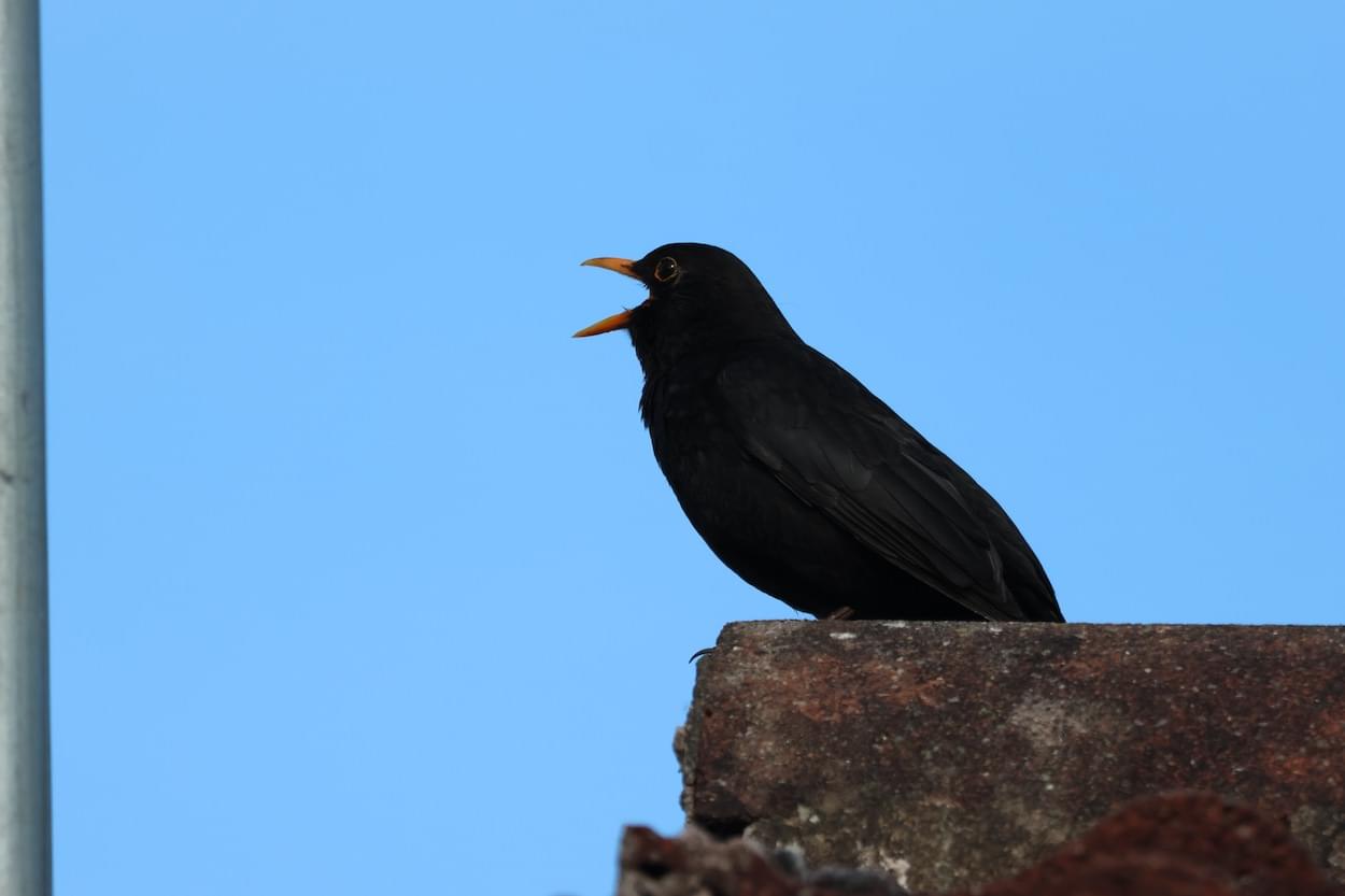 Dawn Chorus Blackbird  Dawn Chorus Blackbird