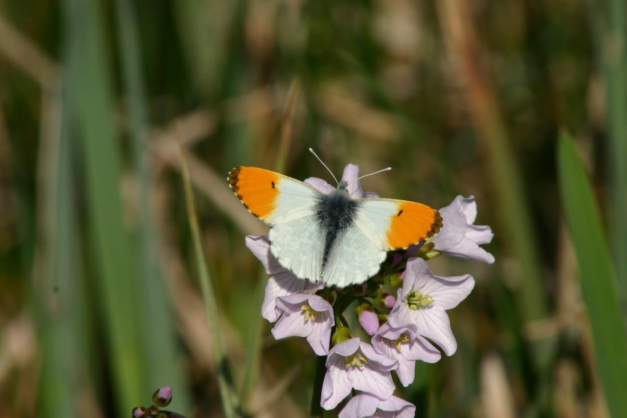 Orange Tip Butterfly  Orange Tip Butterfly