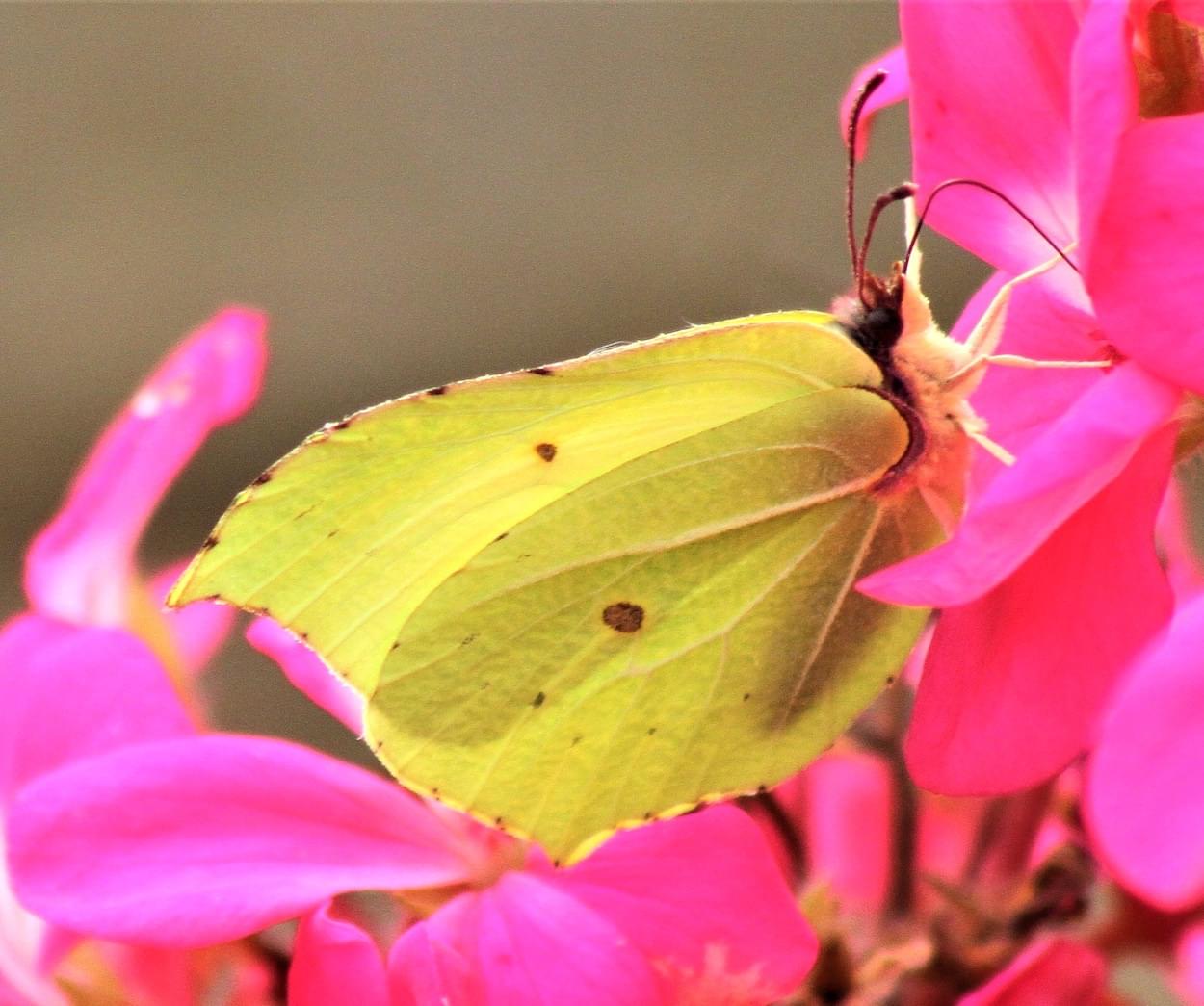 Brimstone Butterfly male  Brimstone Butterfly male