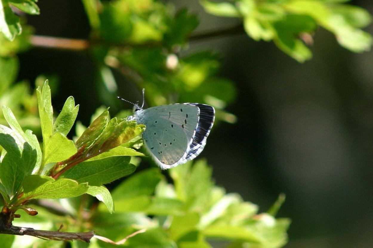 Hollyblue Butterfly  Hollyblue Butterfly