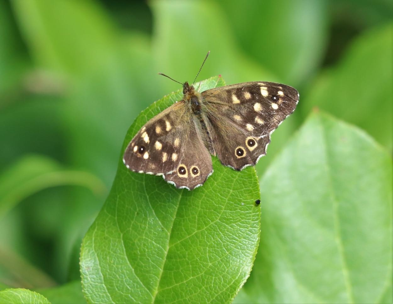 Speckled Wood Butterfly  Speckled Wood Butterfly