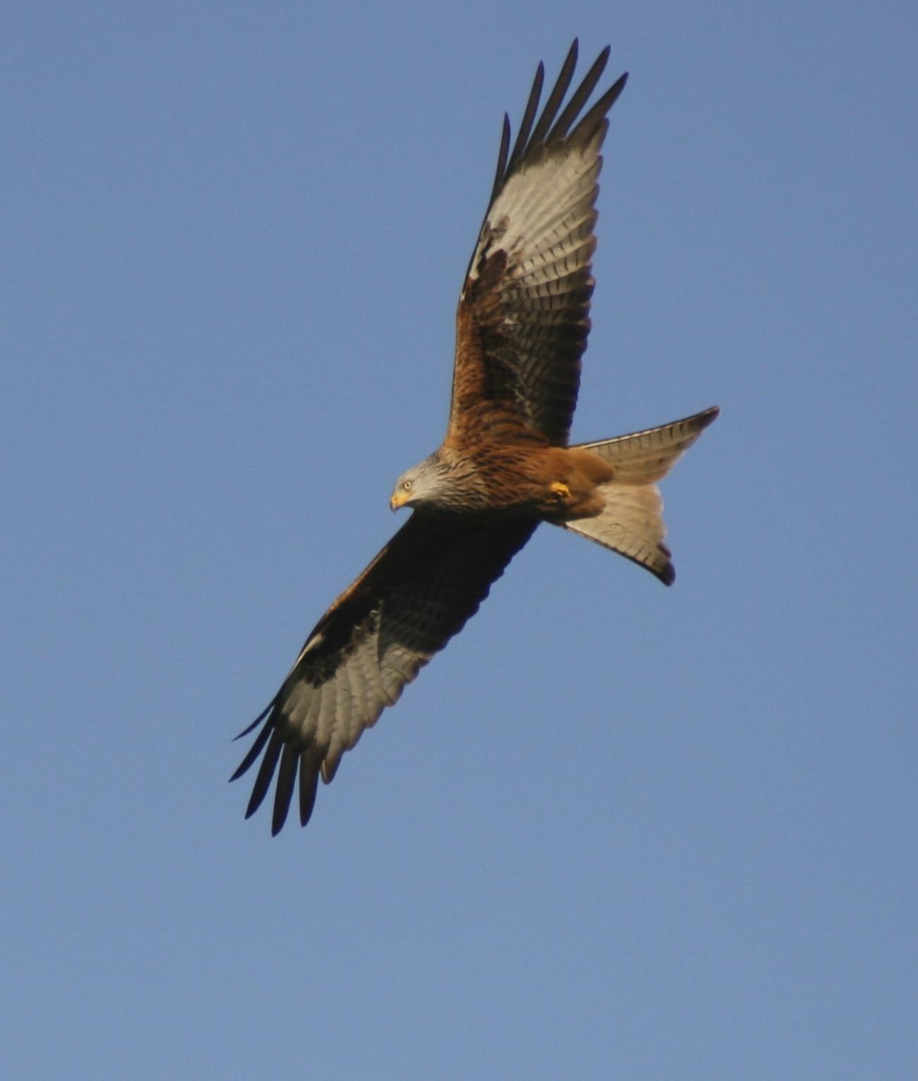 Red Kite