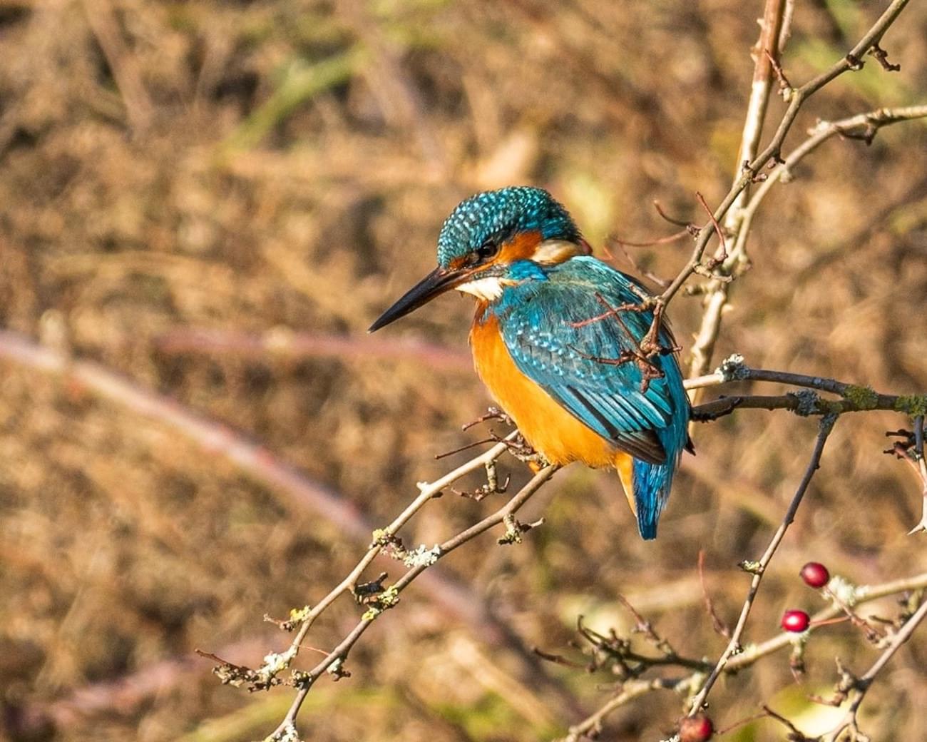 Kingfisher