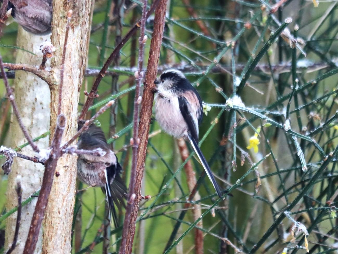 Long tailed Tit