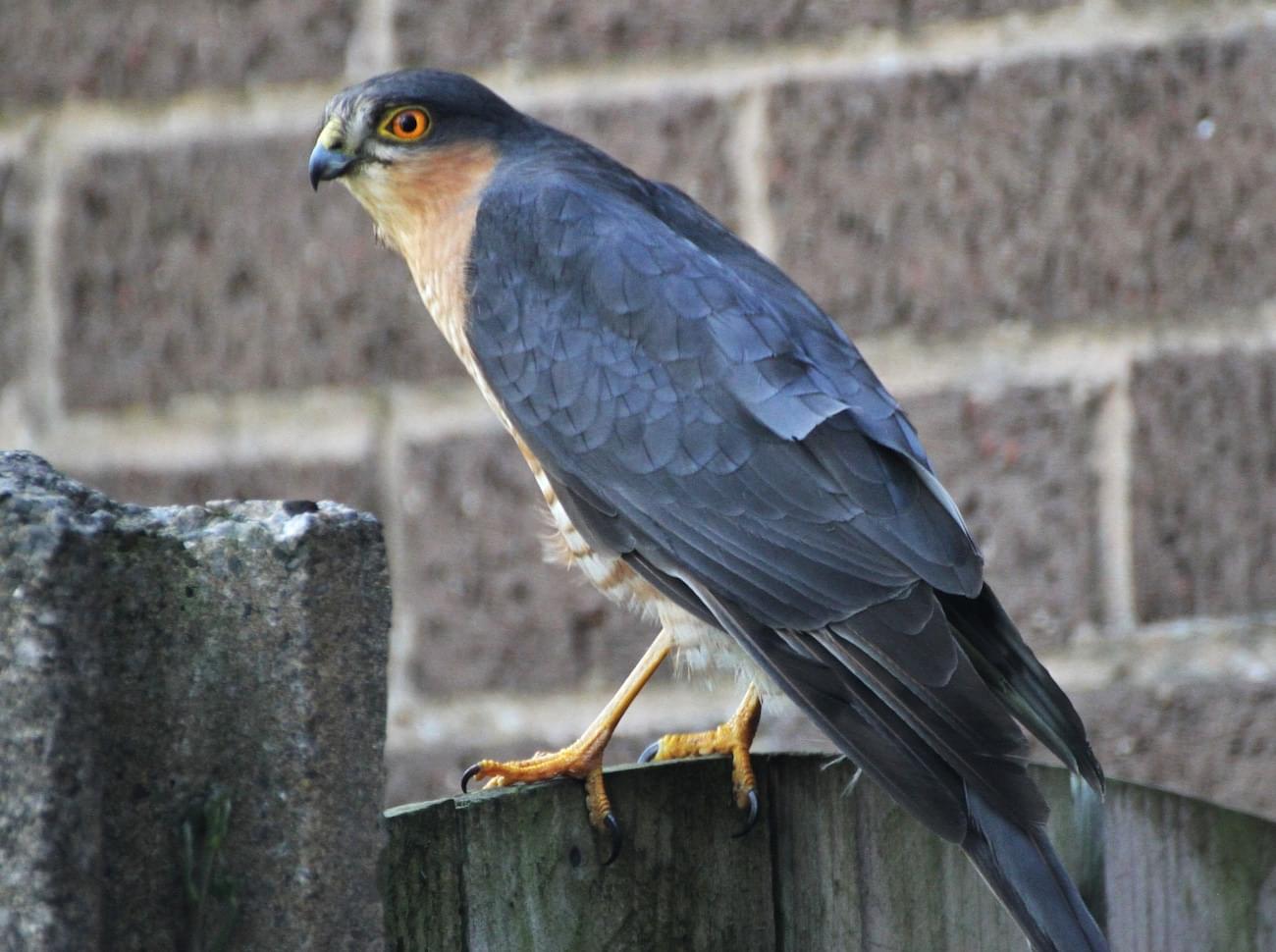 Sparrowhawk