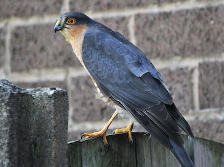 Sparrowhawk