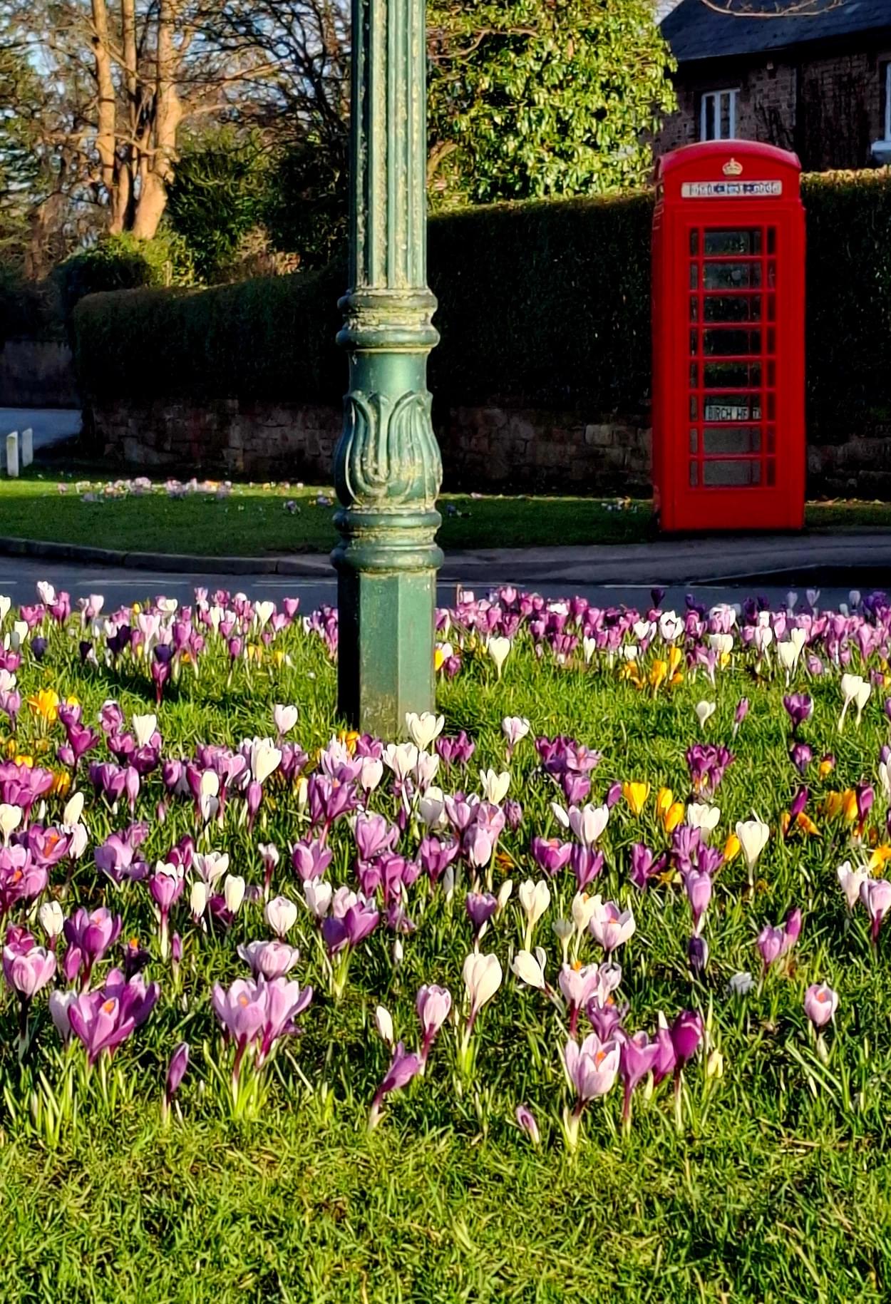 Crocus on Christleton Vilage Green
