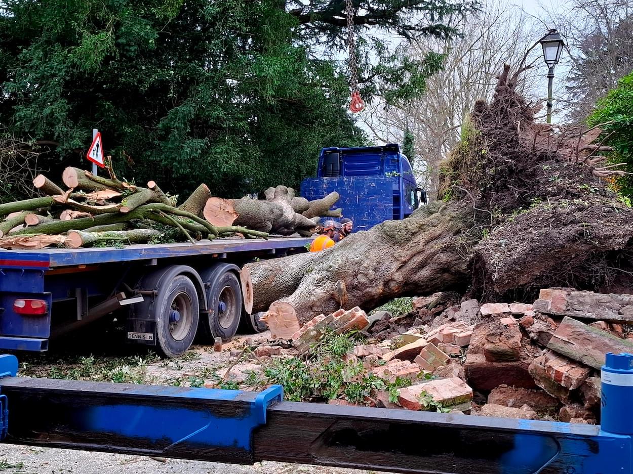 Tree removal in Papper Street, Christleton  Tree removal in Papper Street, Christleton