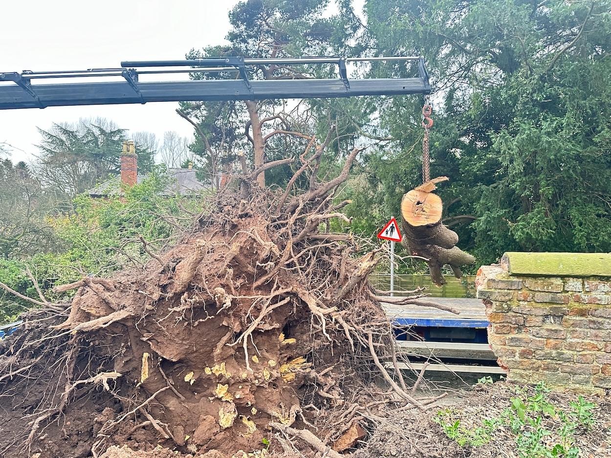 Removal of the tree trunk  Removal of the tree trunk