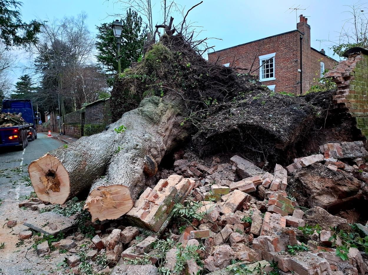 Sad end of an Evergreen Oak in Christleton  Sad end of an Evergreen Oak in Christleton