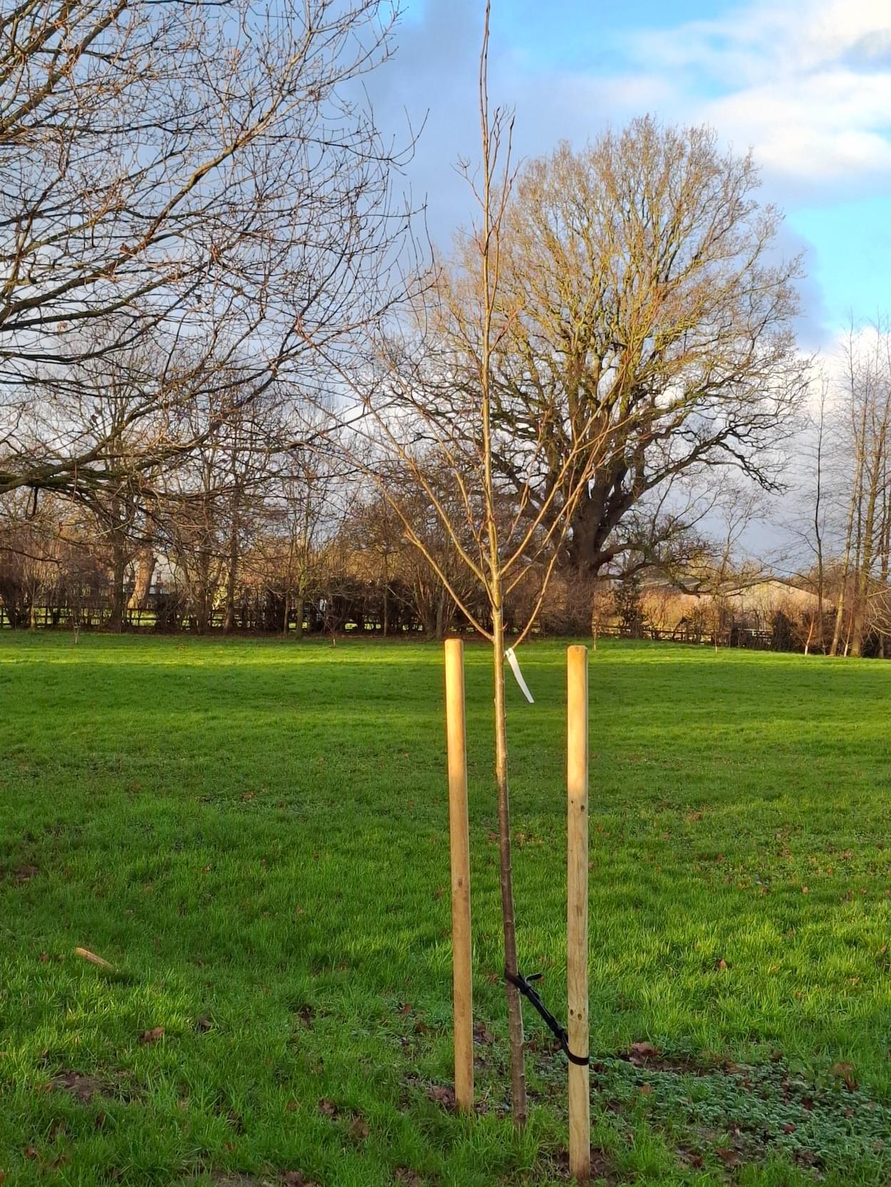 Memorial Tree for Eric Kenyon on Christleton Playing Field  Memorial Tree for Eric Kenyon on Christleton Playing Field
