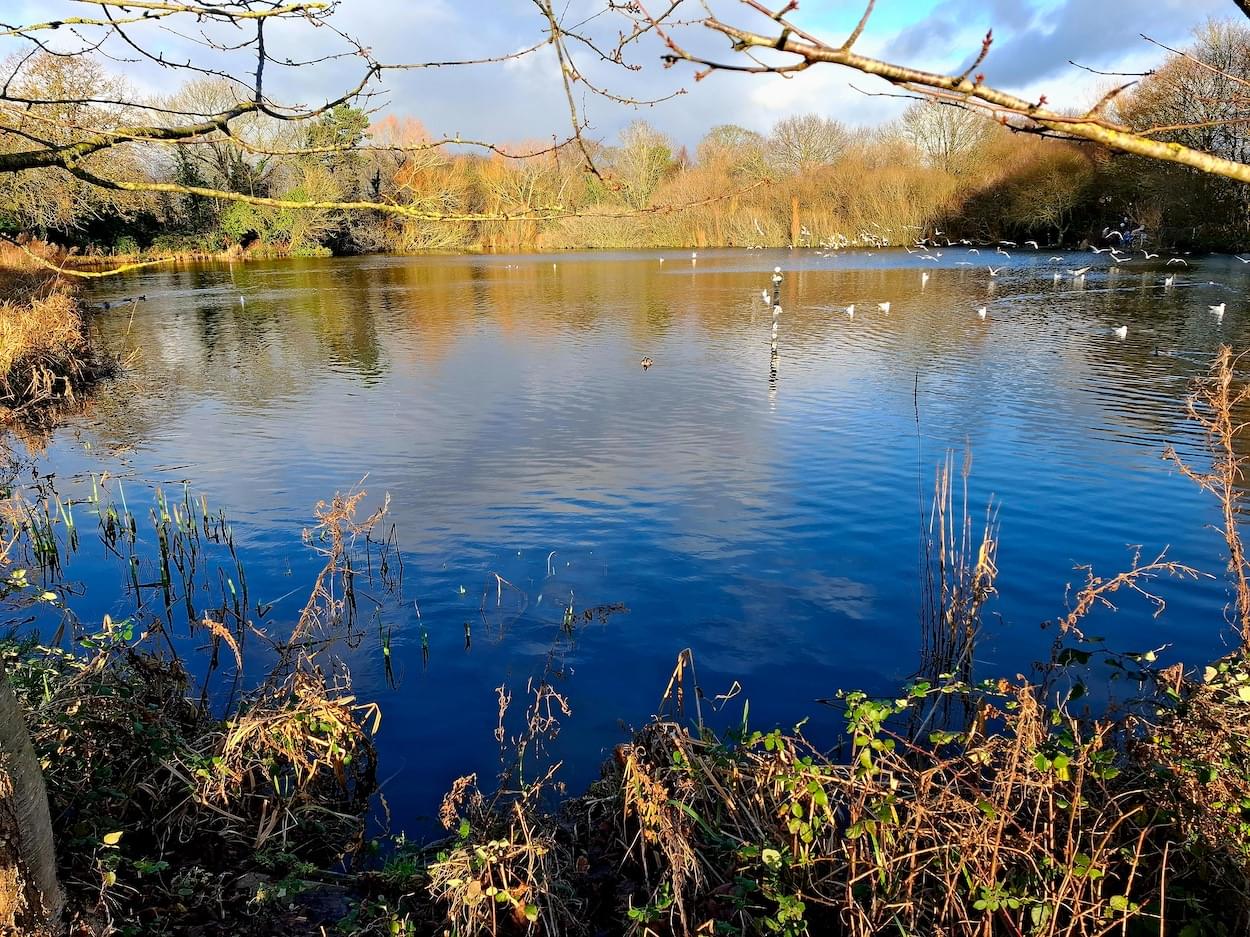 Christleton Pit in January  Christleton Pit in January